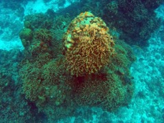 Thin Leaf Coral